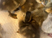 Blue Fawn Roen Ducklings hatched 9/5/26