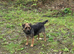 Border terrier bitch 2.5years old