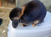 Gorgeous friendly adult female mini lops