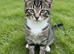 3 friendly kittens looking for a forever home