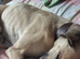 Rehoming