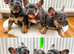 French bulldog Grey Lilac Than