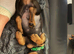 7 miniature dachshunds