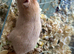 Syrian Hamster Baby Boys - Reserve Now