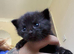 4 kittens for sale
