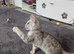 Mum and 3 beautiful bengal girls