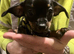 5 Chiweenie puppies for sale (3 still Available)