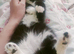 Male kitten