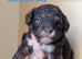 Merl toy poodle pups