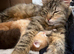 Mixed with Maine Coon kittens all male