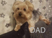 Yorkshire Terrier puppies