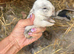 Beautiful pure bred mini lop babies - super temperaments