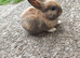 Mini rex babies