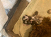 English Springer Spaniel Puppies