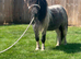 Miniature Shetland riding gelding