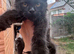 Maine coon kitten readdy to leave free delivery.