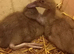 Female Caki Campbell Ducklings