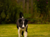 Black & white dog pup