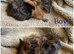 3 gorgeous boys for sale