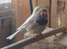 Canary and finches