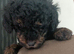 Beautiful Toy poodle puppies.