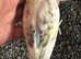 Beautiful Baby Budgie