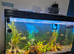 Fish tank
