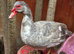 Muscovy ducks