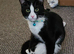 1 year old male neutered cat