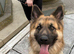 Male German Shepherd