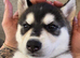 Husky mixed puppies from family home