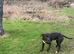 Staffy cross for new home