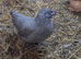 Araucana / Blue egg Layer Bantam Pullet POL