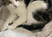 Cat for rehoming