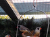 Zebra finches