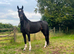 14.2hh 4 year old registered Hackney mare
