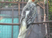 Male Cockatiel for sale
