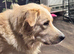Gorgeous Rolo