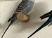 15 budgies for sale.