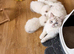 Lilac point male ragdoll Fully vaccinated Ready Now !