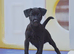 READY NOW!!! Adorable Patterdale terrier puppies
