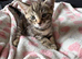 Tabby kitten