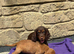 Cocker spaniel puppies