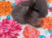 3 mini lop buck ready to reserve at 5 weeks old