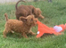 Stunning cavapoo puppies for sale