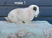 Adorable mini lop rabbits. READY NOW