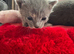 Russian blue x tabby kittens