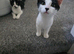 2 kittens
