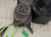 GCCF british shorthairs