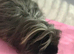 Male guinea pig